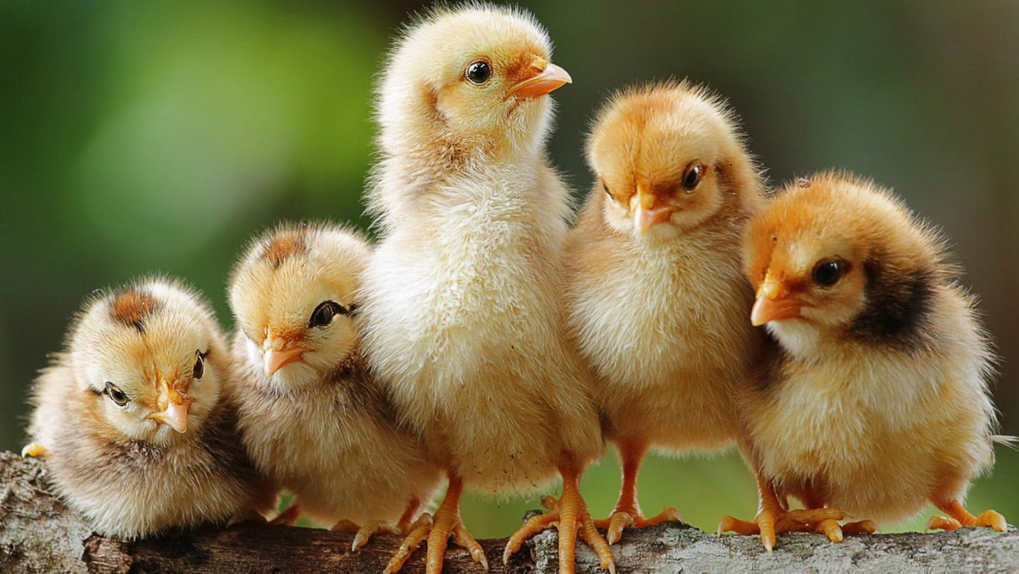 chicks